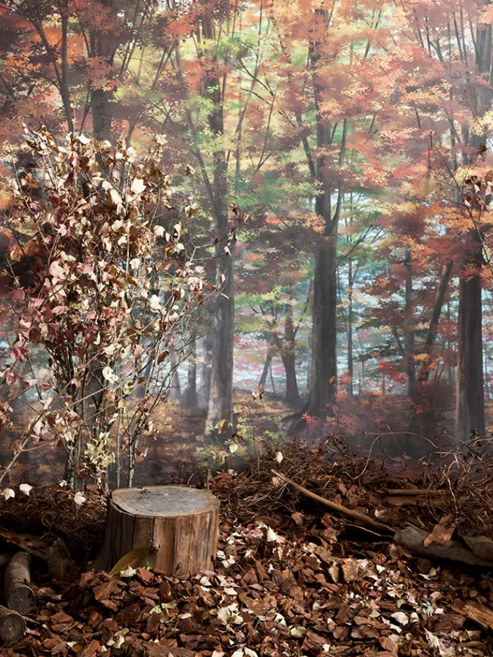 Autumn Forest